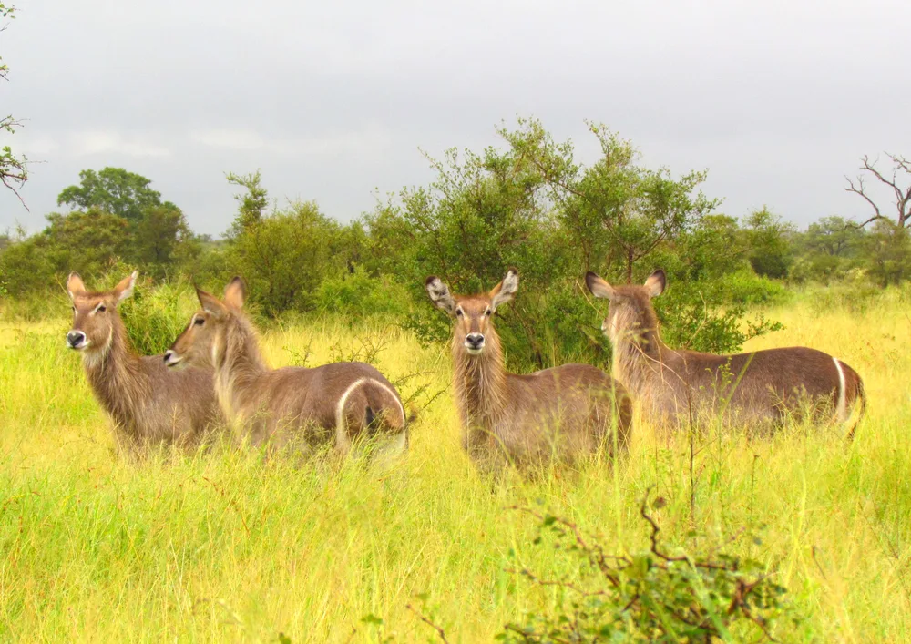 A group of animals standing on a grassy area while on a alert for any predator. 