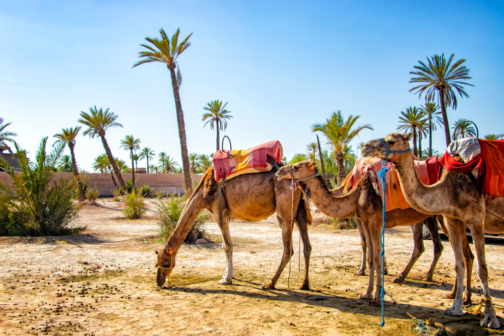 Four camels standing on a sandy ground of Palmeraie, one of the best areas to stay in Marrakech, tall palm trees and shrubs are surrounding the area.