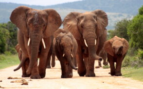 A group elephants walking a dirt road with bushes and mountains in background.