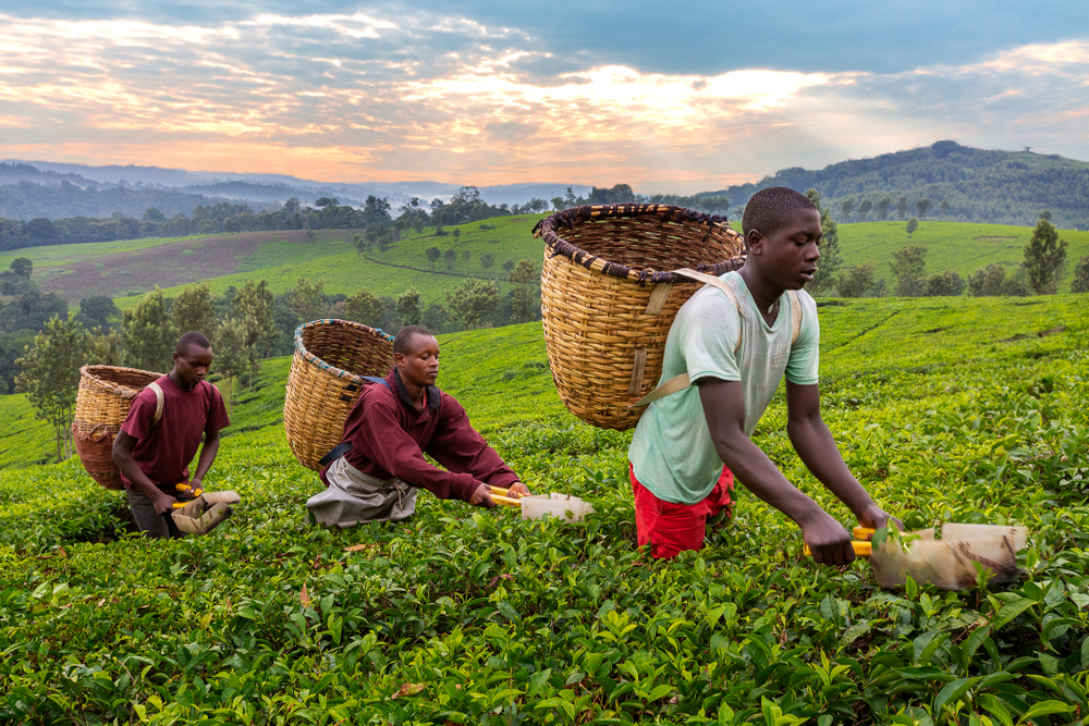 Locals carrying large native basket on their backs while harvesting tea leaves in a vast farm during sunrise on one of the best places to stay in Uganda.