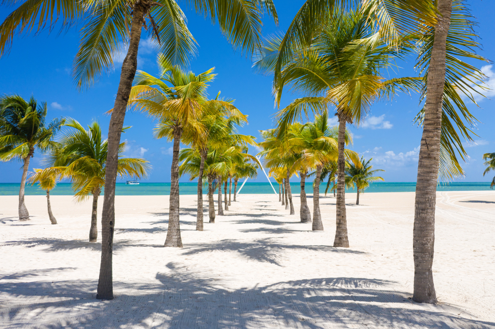 Perfect lined palm trees at a beach with white sand and turquoise waters, captured  on an afternoon on the best time to visit Cozumel.