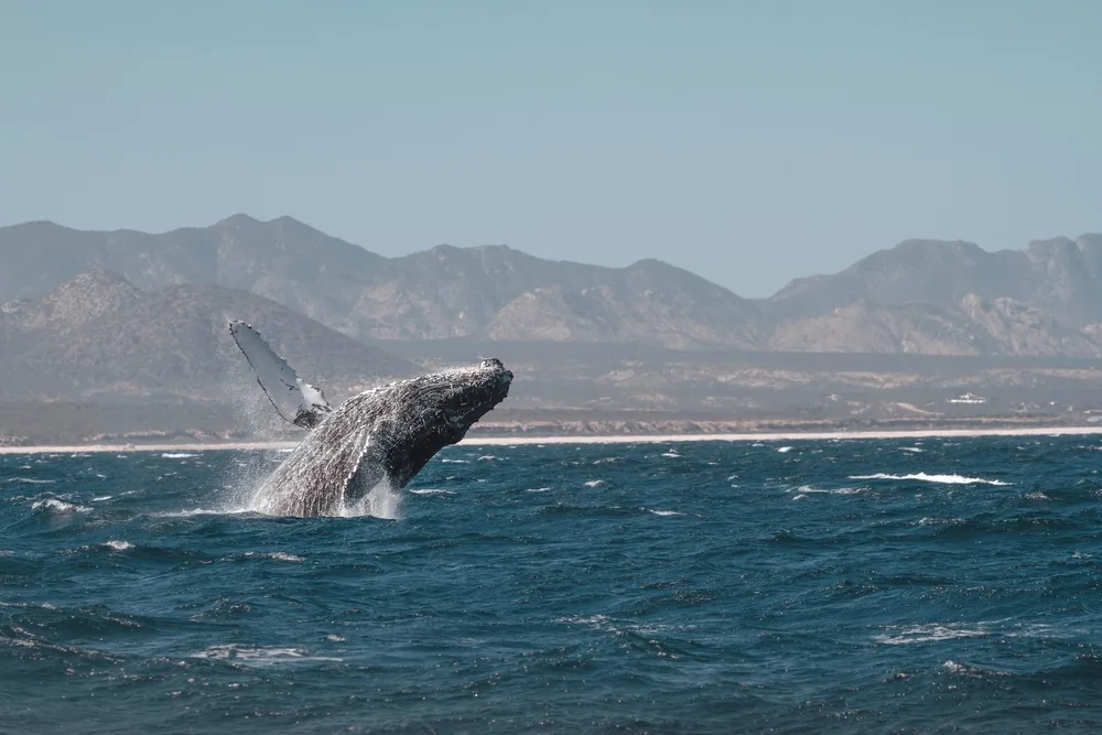 A humpback whale surface breaking on the wavy sea and mountains can be seen in background.