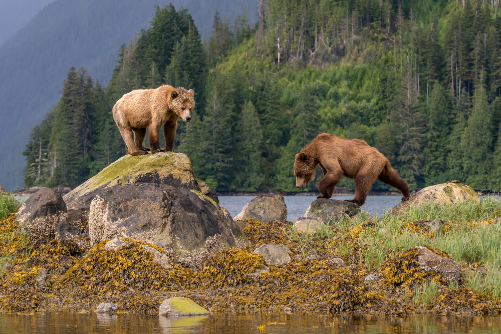 Two bears climbing on rocks at the coast. 