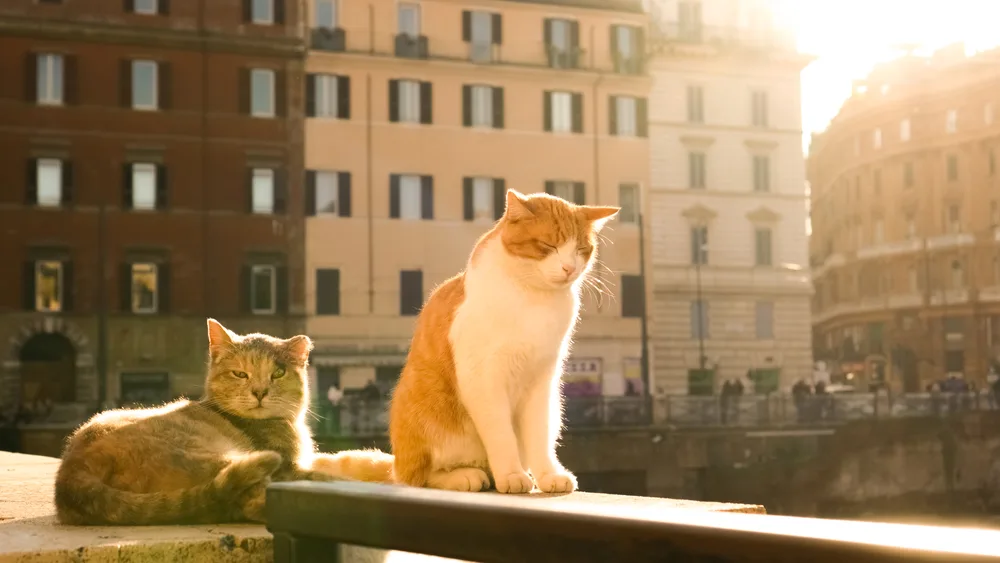 Two cats enjoying the early morning sunlight. 
