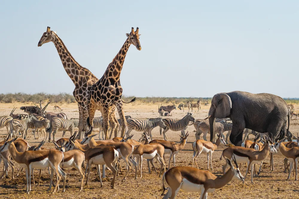 Herd of wildlife in a waterhole at the Etosha National Park, one of the best areas to stay in Namibia, gazelles, zebras, giraffes, and elephants can be seen having a friendly interaction.
