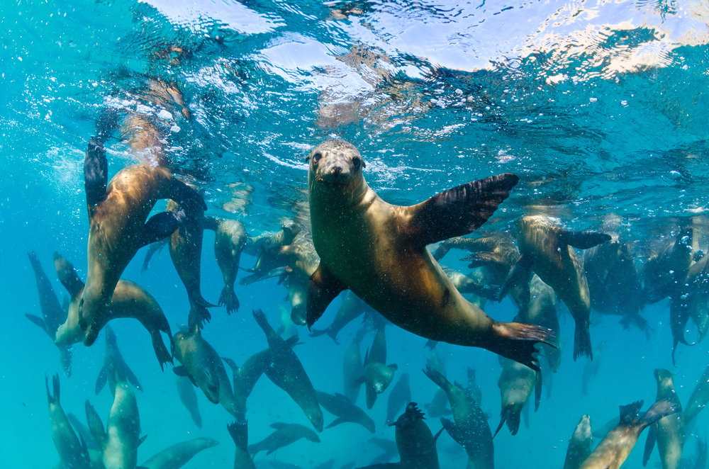 A group of sea lions swimming near the surface of the water. 