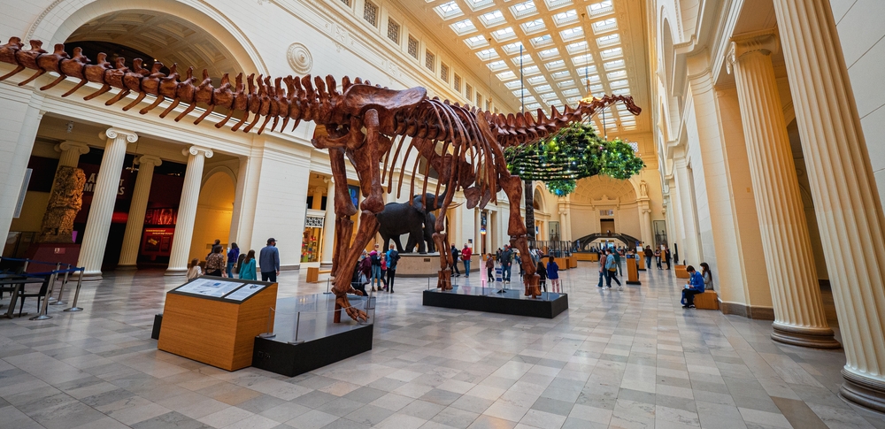 A dinosaurs fossil in the middle Field Natural History Museum in Chicago where people can be seen walking and some are seating, captured during the best time to visit the city.