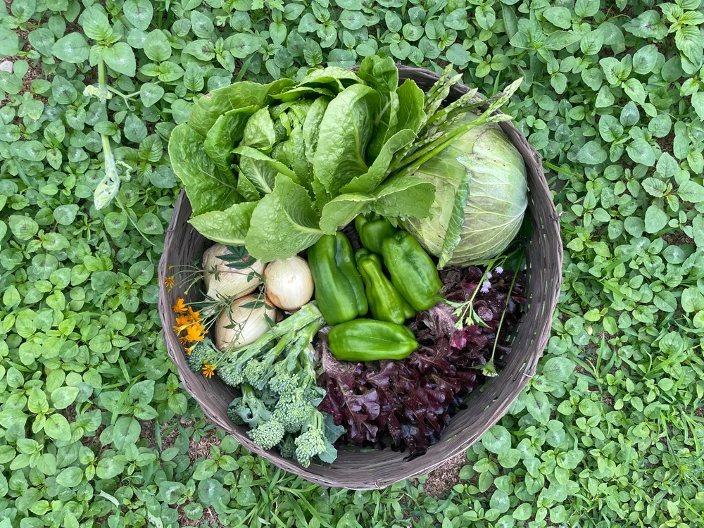 A fresh harvest of vegetables placed inside a basket. 