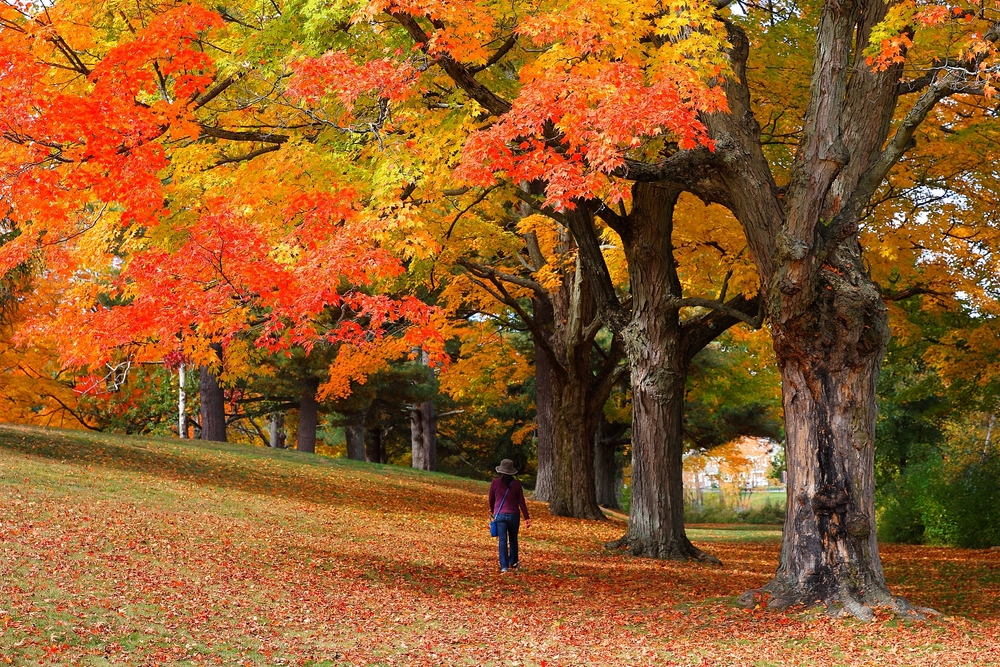 A woman walking on a beautiful scenery during an autumn season where leaves covers the ground and trees are turning crimson, the overall best time to visit Boston.