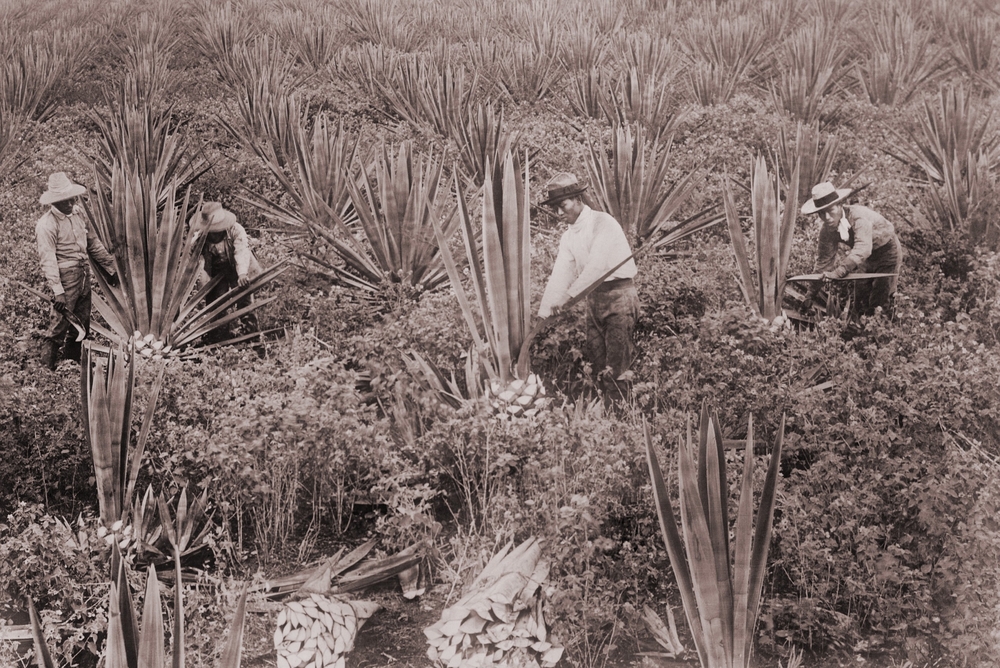 Japanese migrant workers on a Hawaiian pineapple plantation during the timeline for when did Hawaii become a state between the 1850s and 1959