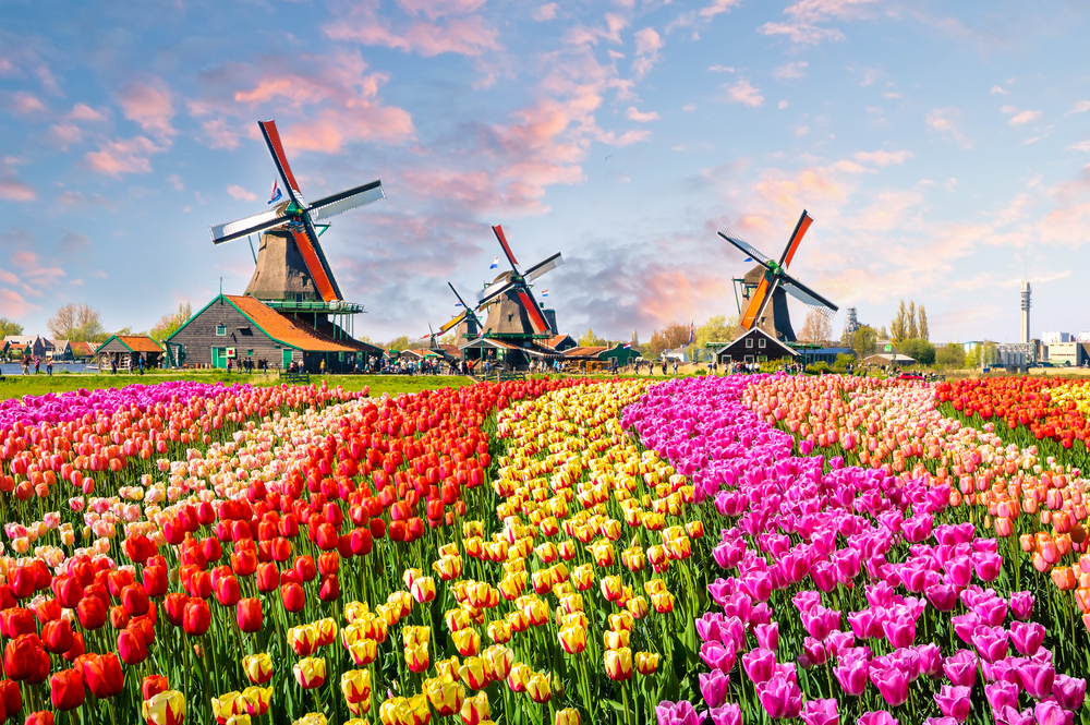 A lovely view of different colored tulips in a farm and three old windmills can be seen at a distance during the best time to visit Amsterdam.