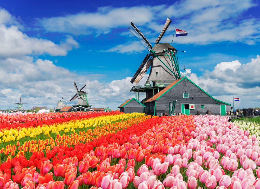 Various-colored tulips in front of a traditional windmill. 