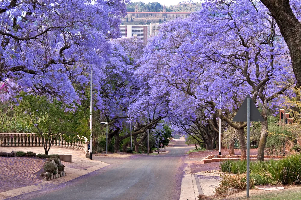 a fresh morning where purple flowers bloom from trees in Pretoria, our pick on one of the best areas to stay in South Africa, several petals fell from the trees.