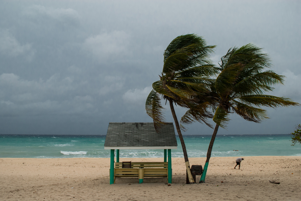 A gloomy day at the beach, photo as a piece on the guide titled when is the hurricane season in the Caribbean, leaves of palms trees are blown on one side and a person is walking bent on the shore.