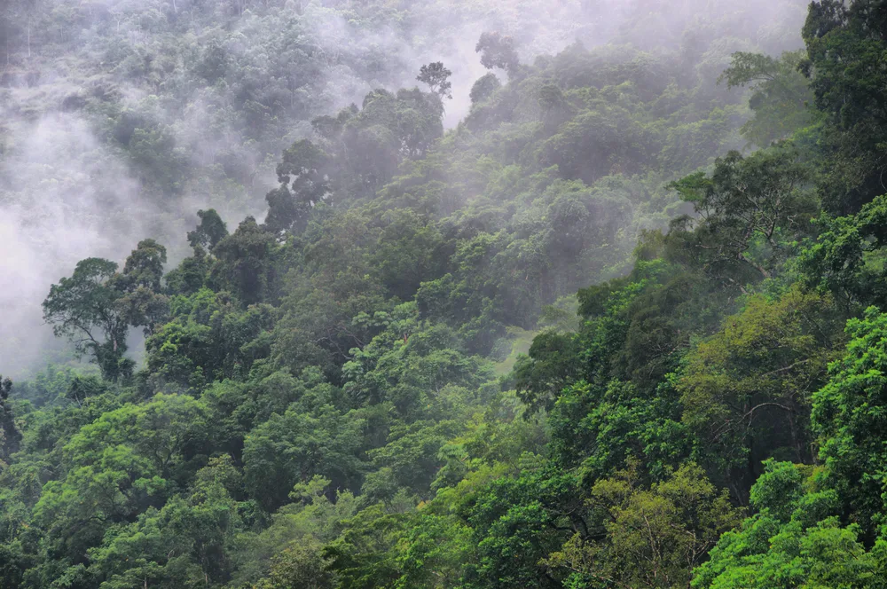 View of a rain forest where a large area is covered with trees and fog can be seen hovering above, one know facts about South America is that is has a large number of rain forests.