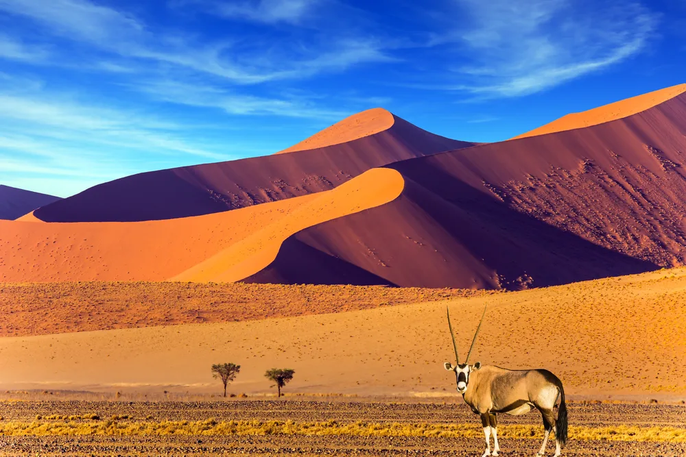 An oryx standing on a desert plains for a piece on where to stay in Namibia, a cloudy sky is hovering on tall sand dunes in background.