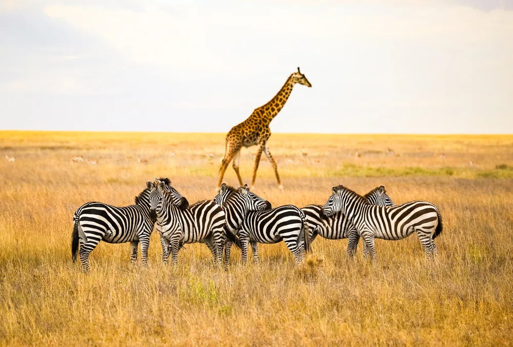 A herd of zebras in physical contact during an early morning where a lone giraffe can be seen in background. 
