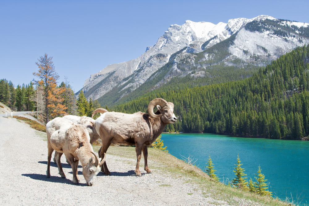 Bighorn sheep pictured standing on a path below a mountain under blue skies in the middle of winter, the overall worst time to visit Banff National Park