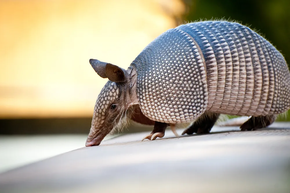 An armadillo focused in a photo. 