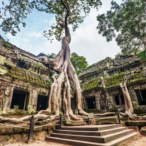 large roots of a tree growing above a ruins of ancient structures, seen during the best time to visit Cambodia.