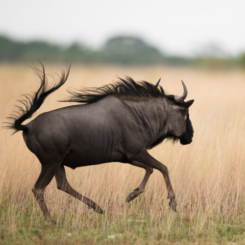 a wildebeest excitedly running in a grass area during the best time to visit Zambia.