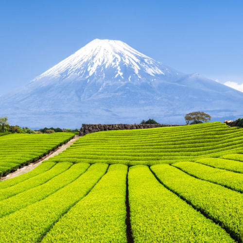 a peaceful scenery of a green tea farm during a spring season, and a tall icy mountain is seen in background, the best time to visit Asia.