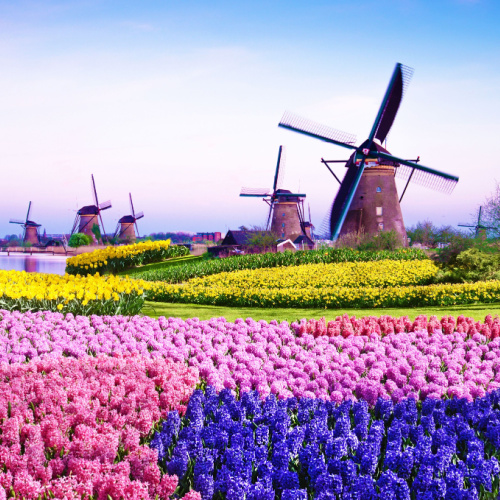 A field of various colors of flowers during the spring season as one of the best time to visit Europe, where traditional windmills can be seen on the side of the lake.