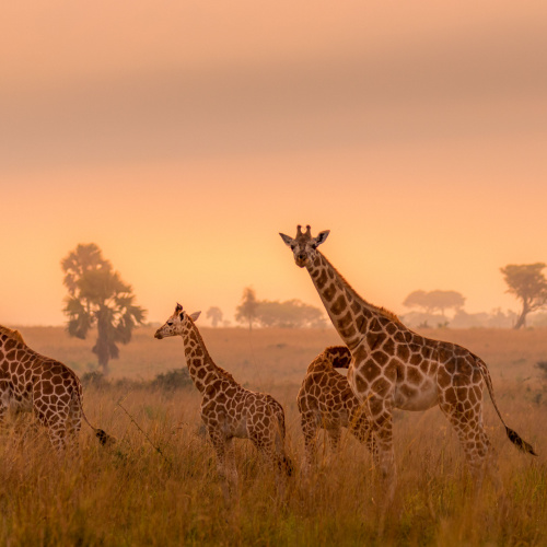 a group of giraffe walking on the grass area during the sunset of the best time visit Uganda.