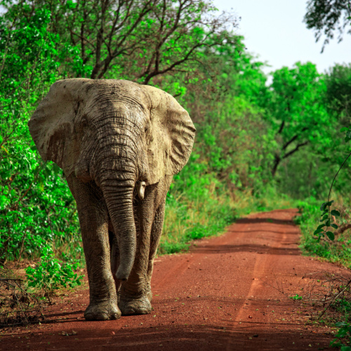 an elephant walking on a dirt road with bushes on each side, during the best time to visit Ghana.