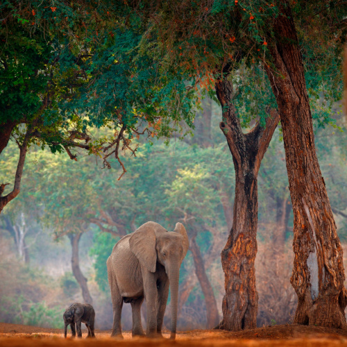 an elephant and its calf walking under trees during the best time to visit Zimbabwe.