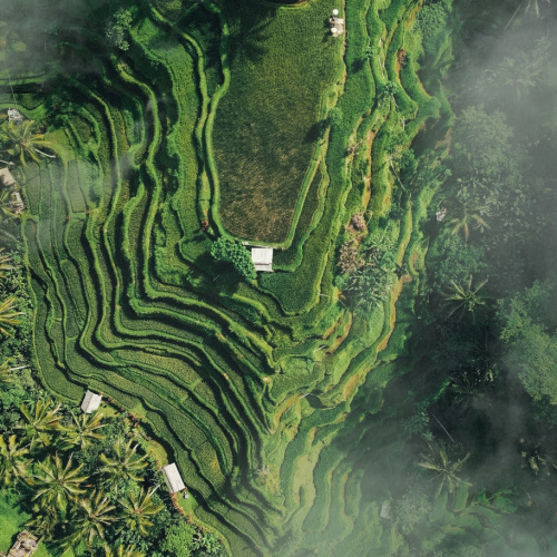 top view of a rice field with mists during the best time to visit Bali.