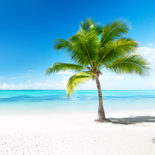 A coconut tree standing on a white sand beach with clear waters during summer as the best time to visit the Caribbean.