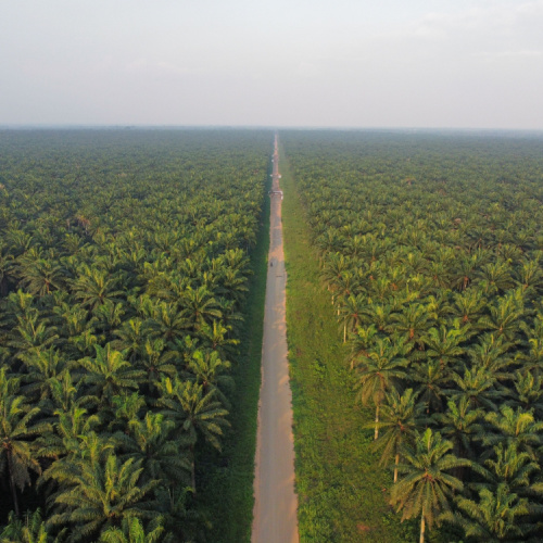 a straight road at the middle of a palm tree plantation during the best time to visit Nigeria.