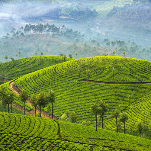 a green tea farm situated on the hills with several trees, during a misty morning of the best time to visit India.