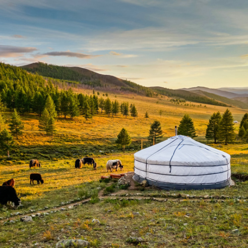 a white tent on a valley where several animals van be seen grazing nearby, and trees are flourished during the best time to visit Mongolia.
