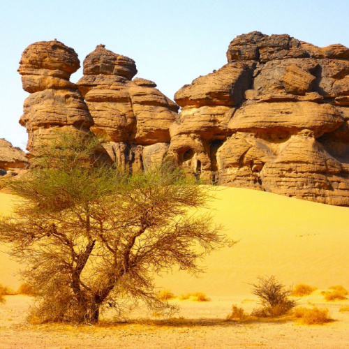 A rock formation in a desert sand, and a lonely small bush during the dry season, the best time to visit Chad.