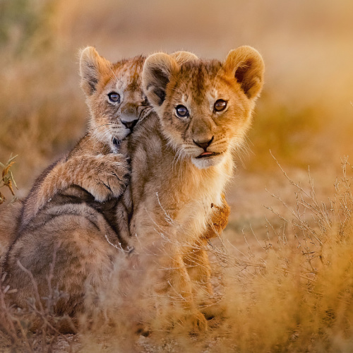 two lion cubs, where the other can be seen playfully biting his sibling, during the best time to visit Kenya.