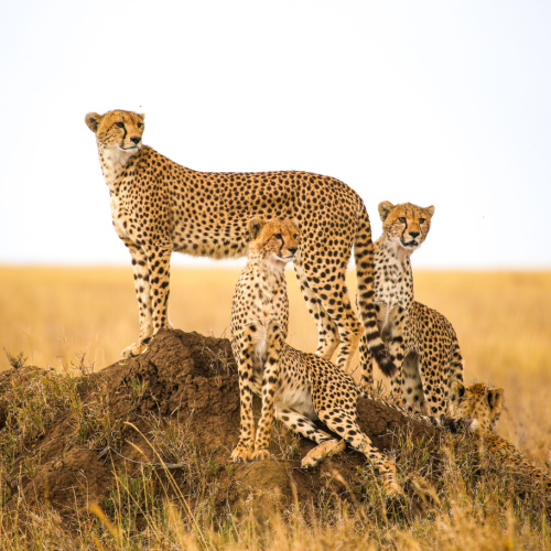 a mother cheetah standing on a lump of soil together with its cubs while waiting for a prey during the best time to visit Tanzania.