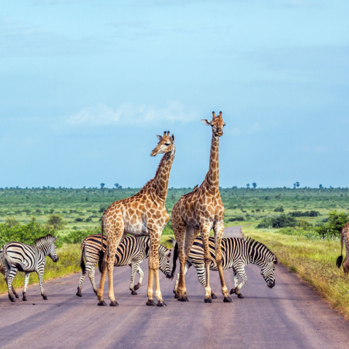 a group of giraffes and zebras crossing an asphalt road in a savanna during the best time to visit South Africa.