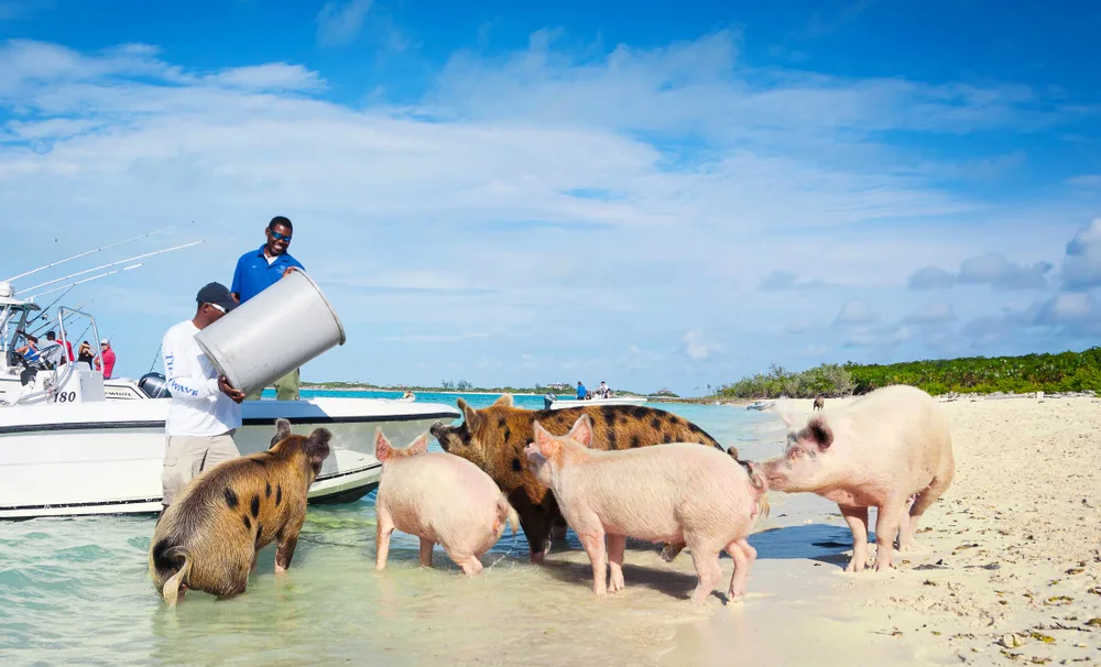 People in swim trunks standing on a boat feeding the Exuma pigs
