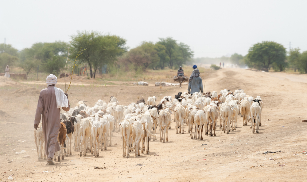 Sheep herder in Chad pictured during the dry season for a guide to the best overall time to travel to Chad, Africa