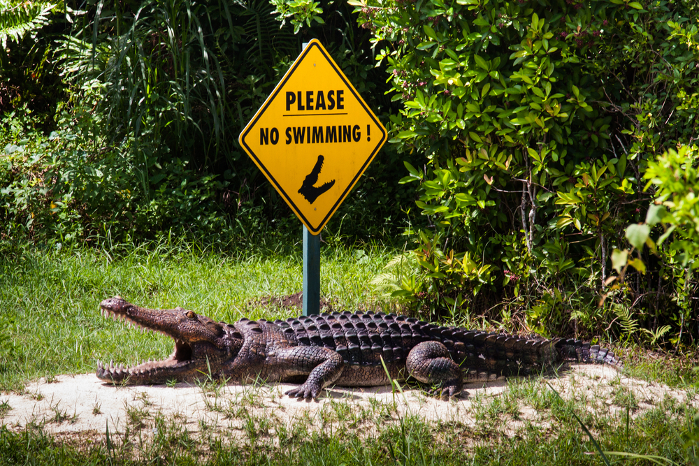 Yellow crocodile sign pictured above an alligator sunning himself
