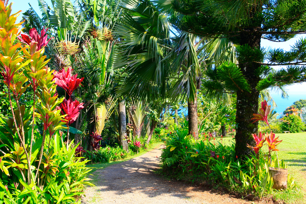 The tropical Garden of Eden on Maui with pink flowers and palm trees along a winding path for a guide answering do you need a passport to go to Hawaii