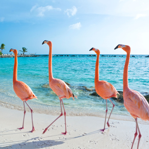 a group of flamingos can be seen walking on the beach during the best time to visit Antigua.