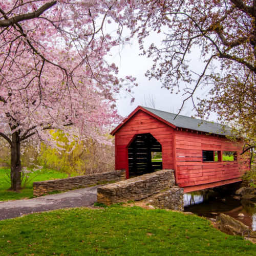a small footbridge painted red during the spring season of the best time to visit Maryland where the cherry blossoms are blooming.