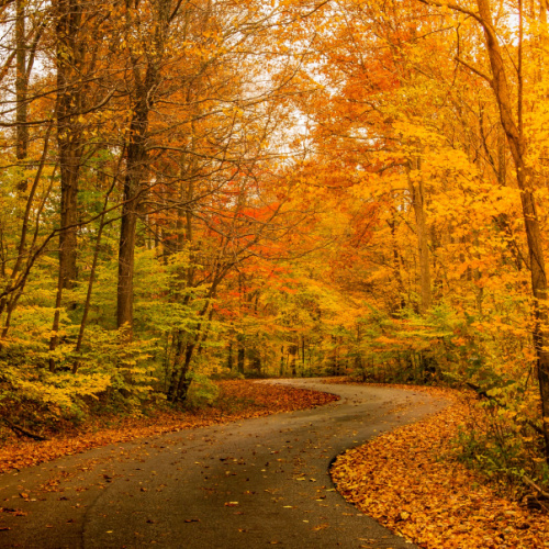 a winding road where on each side are trees during an autumn season of the best time to visit Indiana.