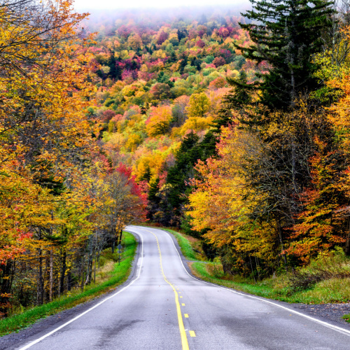a country road where both sides a filled with trees during an autumn season on one of the best time to visit Virginia.