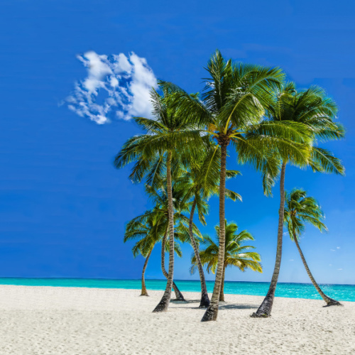 several palm trees on a white sand beach during a clear afternoon of the best time to visit Saint Vincent.