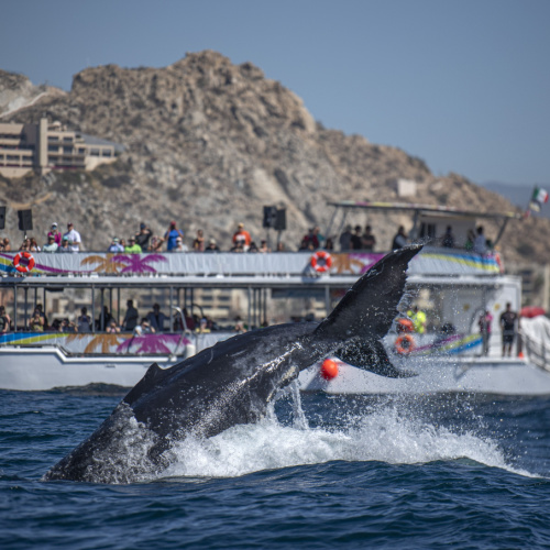 a tail of a whale exposed above the sea while in background is a ferry full of tourists oberving the scene during the best time to visit Los Cabos.