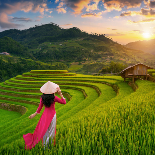 a woman wearing a pink long clothing while wearing a farmer's hat during the best time to visit Vietnam, while walking on a rice field towards a native hut.